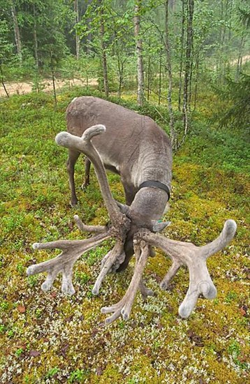 Reindeer