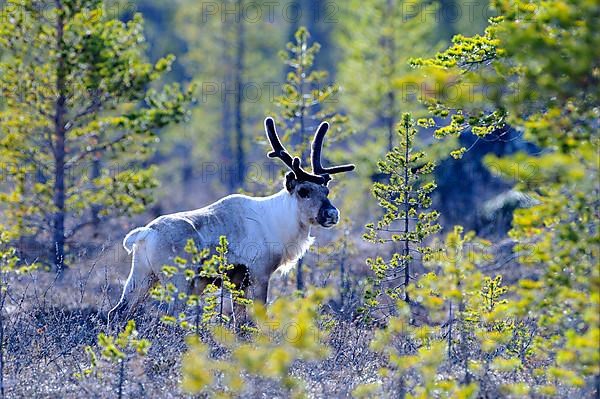 Reindeer