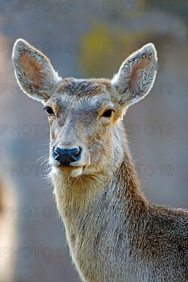 Bactrian stag