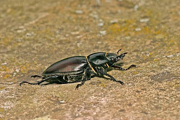 Stag beetle