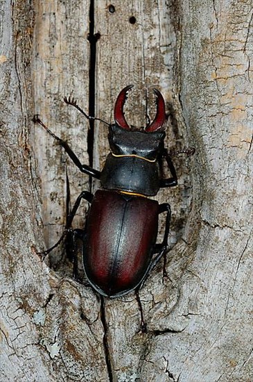 Stag beetle