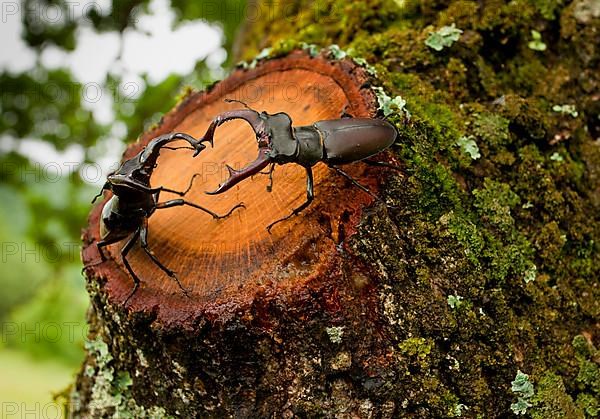 Greater Stag Beetle