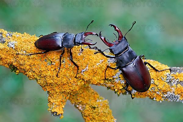 Large stag beetle