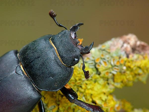 Large stag beetle