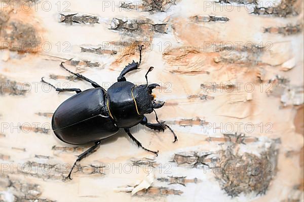 Greater Stag Beetle