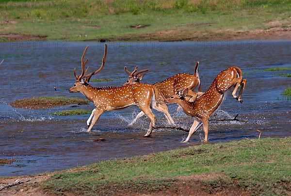 Group of running young male spotted deer