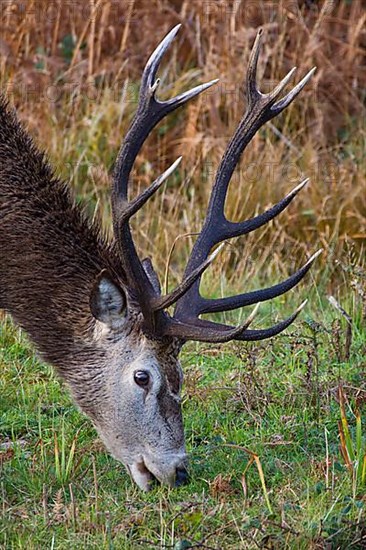 Red deer