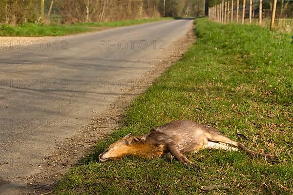 Dwarf Muntjac