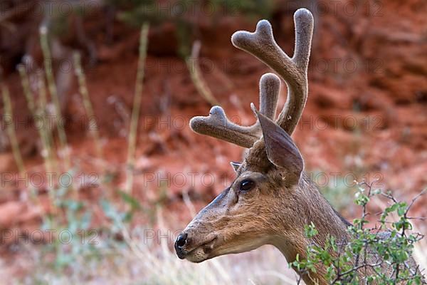 Mule deer