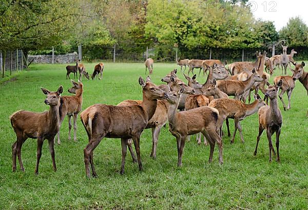 Deer farming