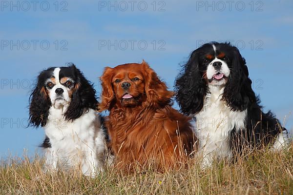 Cavalier King Charles Spaniel