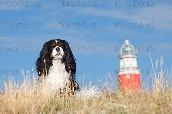 Cavalier King Charles Spaniel