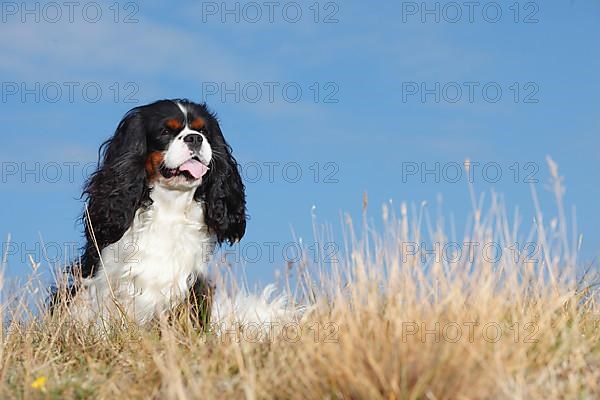 Cavalier King Charles Spaniel