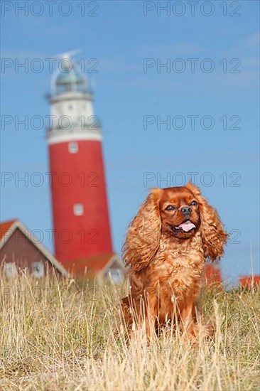 Cavalier King Charles Spaniel