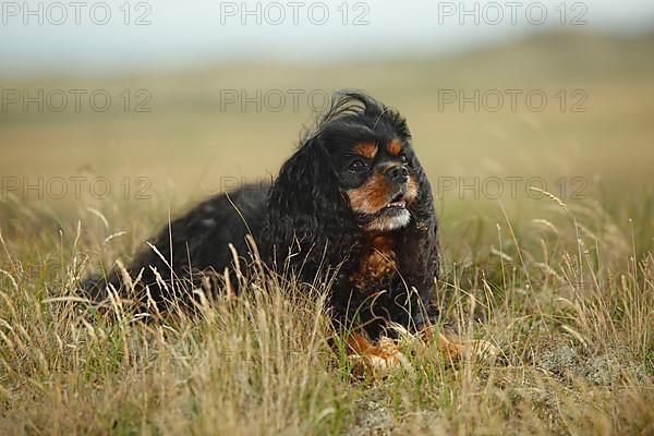 Cavalier King Charles Spaniel