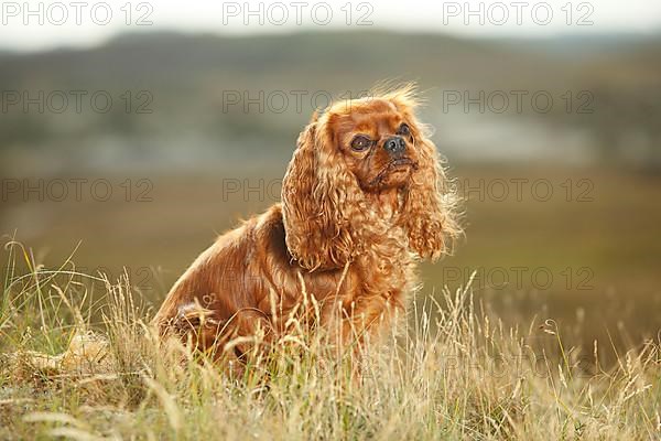 Cavalier King Charles Spaniel