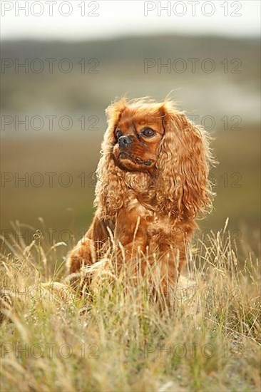 Cavalier King Charles Spaniel