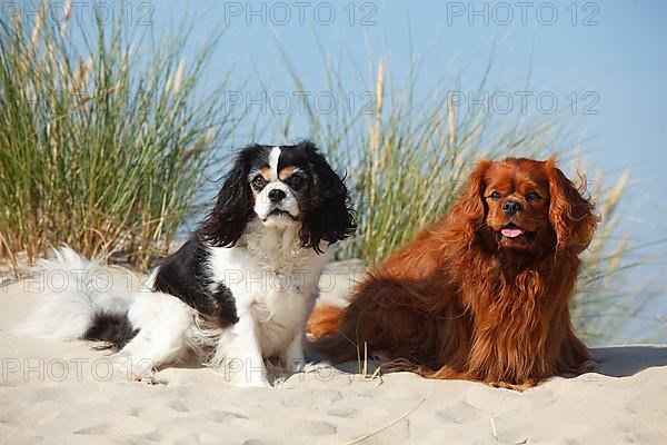 Cavalier King Charles Spaniel