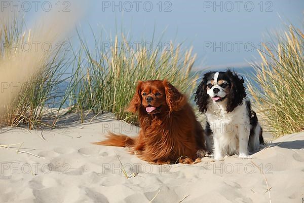 Cavalier King Charles Spaniel