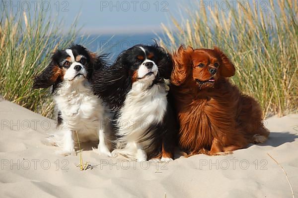 Cavalier King Charles Spaniel