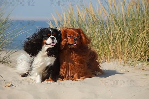 Cavalier King Charles Spaniel