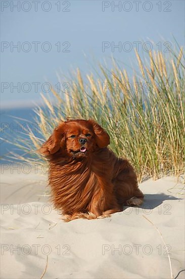 Cavalier King Charles Spaniel