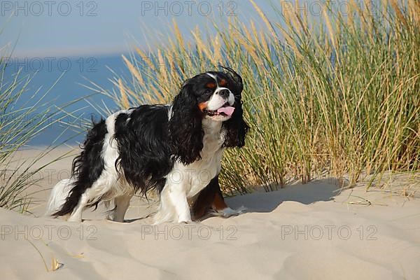 Cavalier King Charles Spaniel