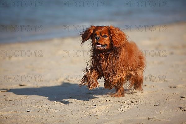 Cavalier King Charles Spaniel