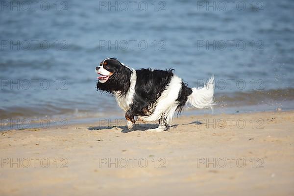 Cavalier King Charles Spaniel