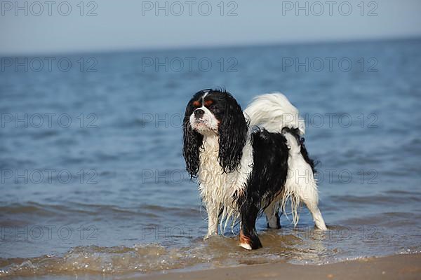 Cavalier King Charles Spaniel