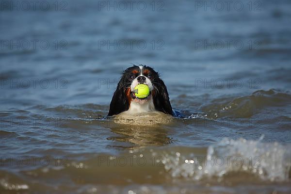 Cavalier King Charles Spaniel