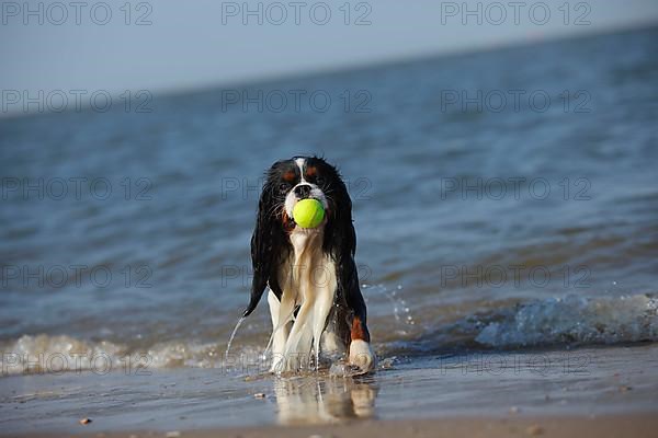 Cavalier King Charles Spaniel