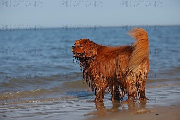 Cavalier King Charles Spaniel