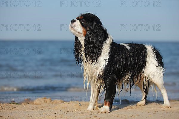 Cavalier King Charles Spaniel