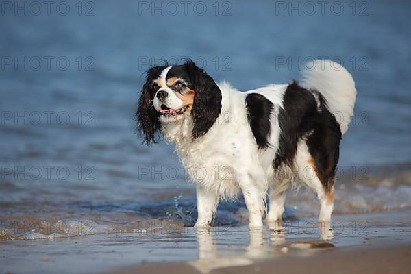 Cavalier King Charles Spaniel
