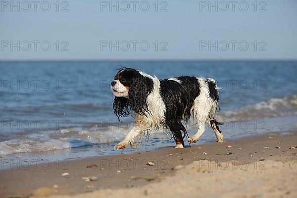 Cavalier King Charles Spaniel