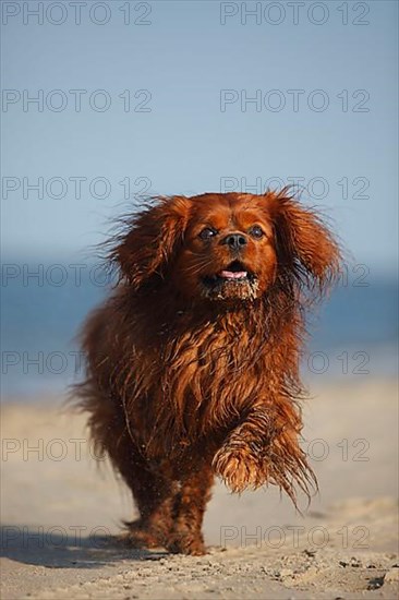 Cavalier King Charles Spaniel