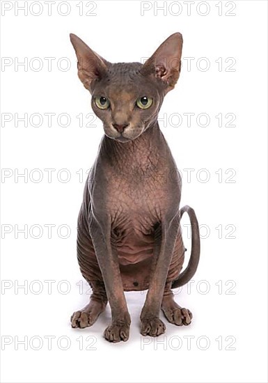 Naked cat