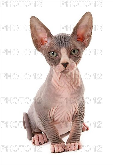 Naked Cat