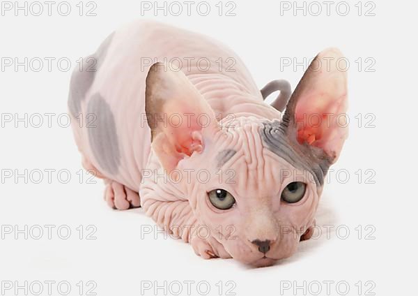 Naked Cat