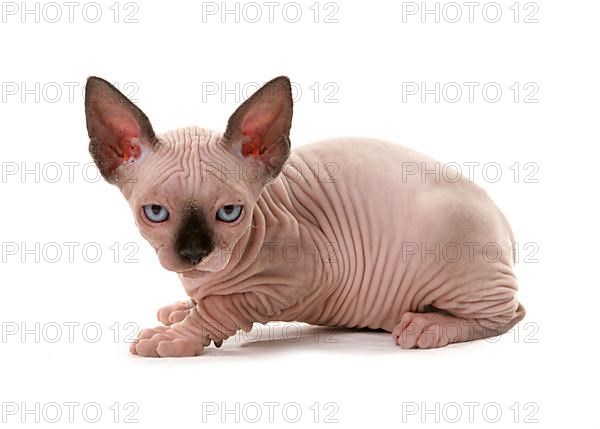 Naked Cat