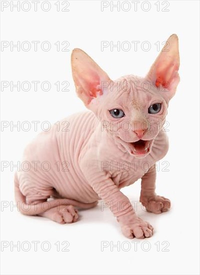 Naked Cat