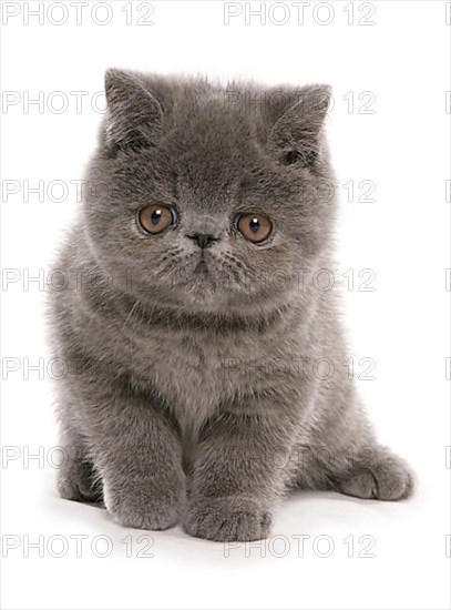 Exotic Shorthair