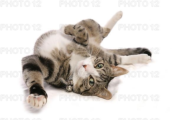 Domestic cat with collar and little bell