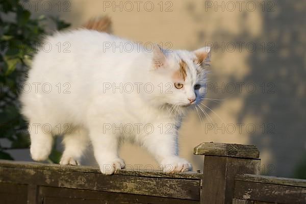 Turkish van runs over garden fence