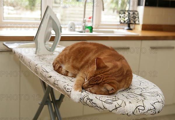 House cat sleeping on ironing board