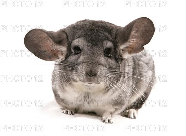 Chinchilla