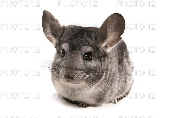 Chinchilla