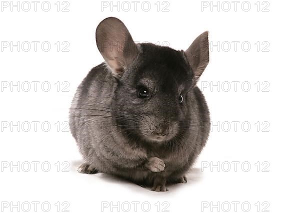 Chinchilla