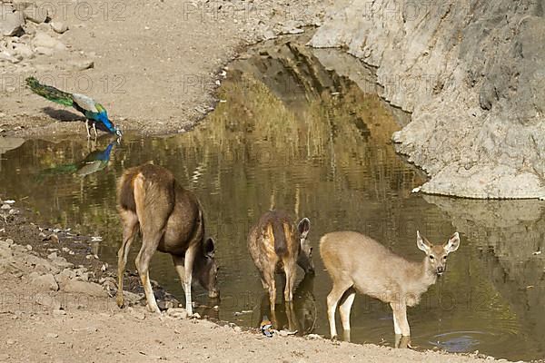 Sambar deers